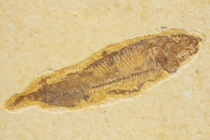 Bargain, Fossil Fish (Knightia) - Wyoming #320192